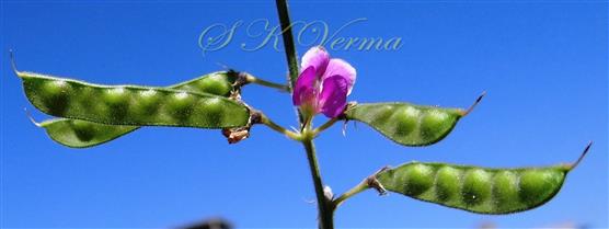  Legumes